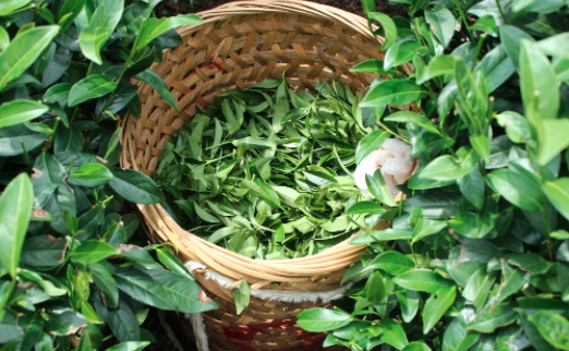 绵阳茶叶及茶制品检测,茶叶及茶制品检测费用,茶叶及茶制品检测机构,茶叶及茶制品检测项目